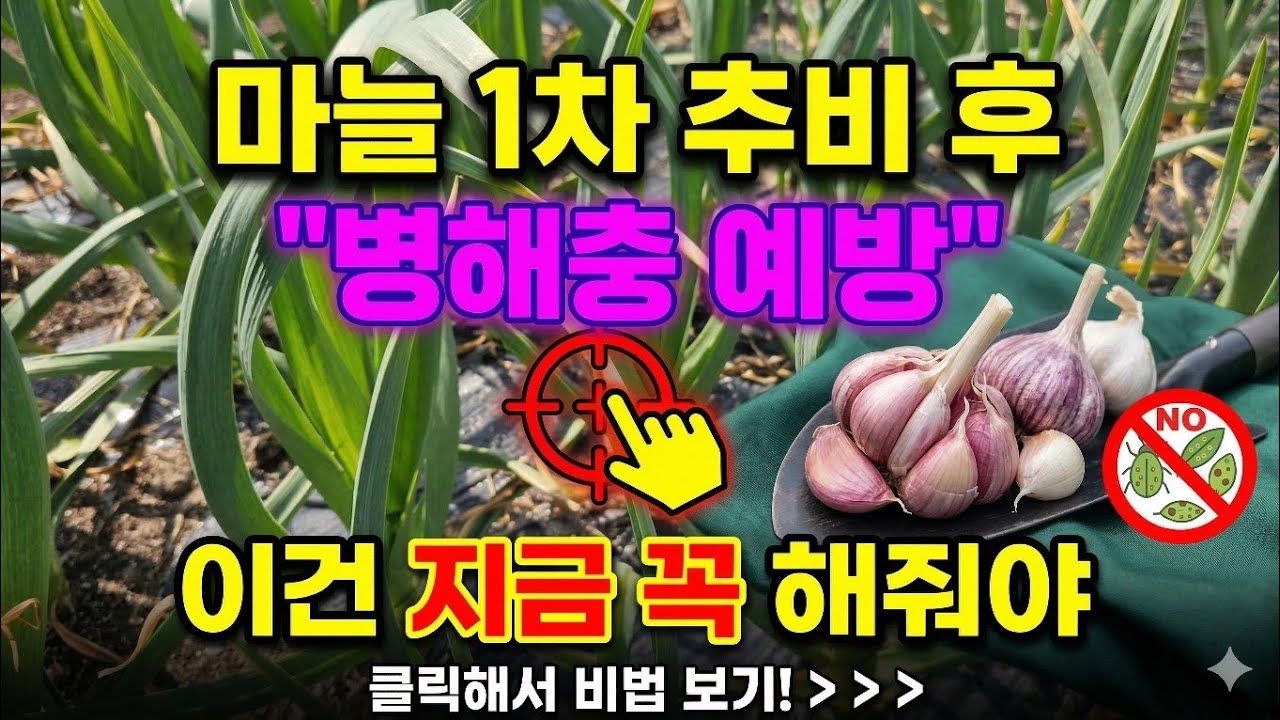 5월에 마늘 수확하려면 지금부터 이걸 꼭 해줘야 굵고 통통한 마늘 수확합니다 #마늘병해충