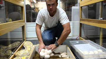 The First Retic Jeff Bought