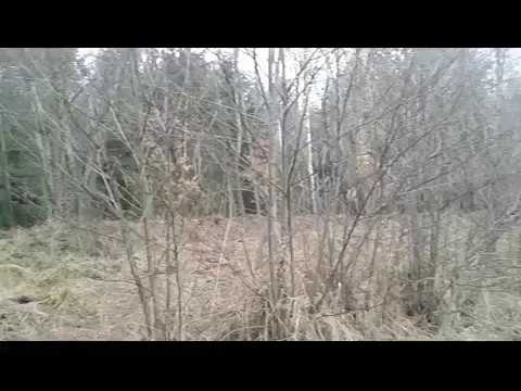 Jagdterrier vs fox