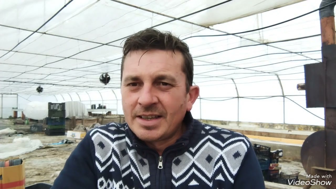 Când semănăm roșii, ardei, vinete etc?