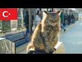 駅改札でも猫と会えます。イスタンブール猫動画【4K】