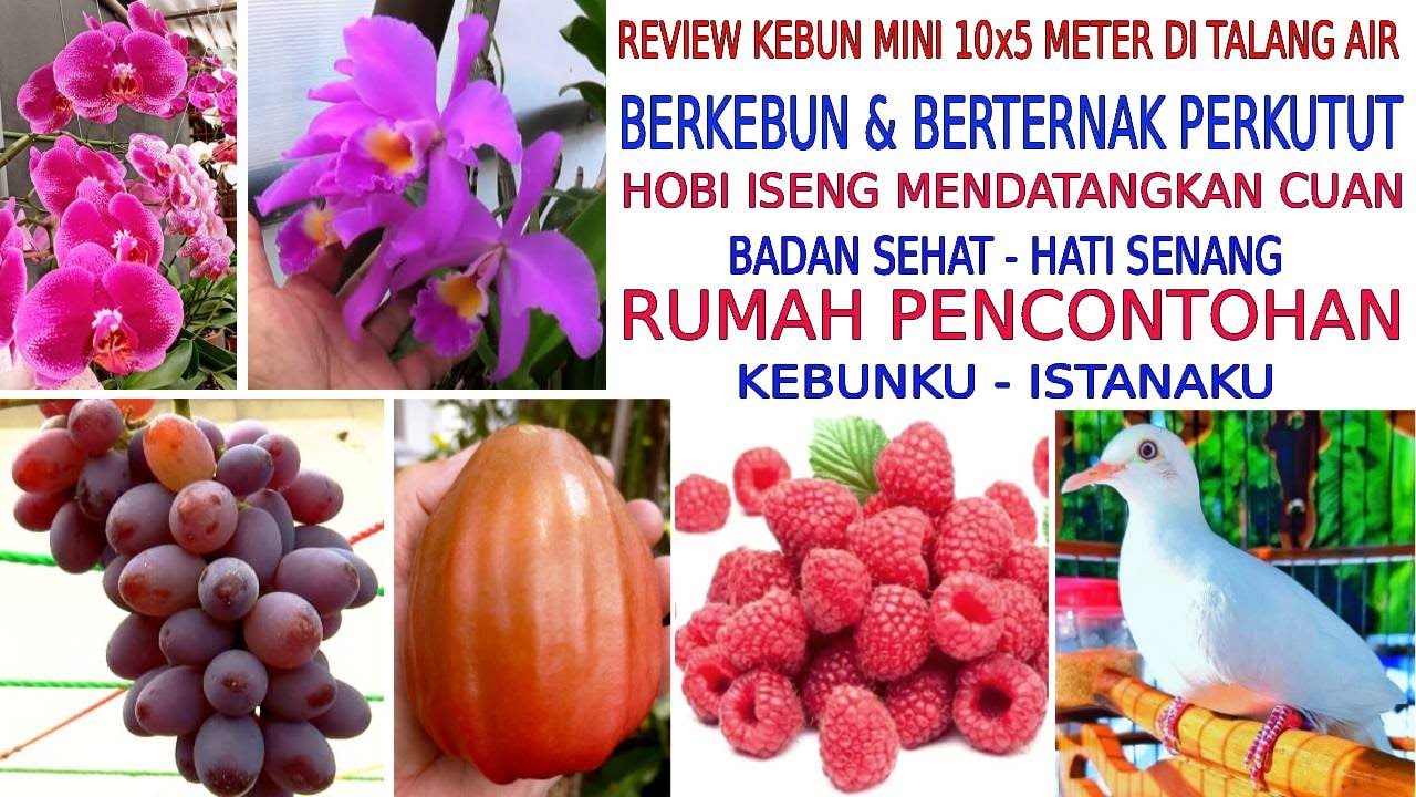 REVIEW KEBUN MINI DI ROOFTOP PENGHASIL RUPIAH - TERNAK PERKUTUT - KEBUN JAMBU AIR - RAPSBERRY -MAWAR