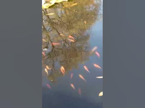 Łyby - YouTube