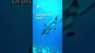🧐 Ce robot pourrait sauver les océans ⁉️