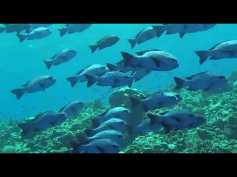 Haddii Aanan Is Helin Heedhe Inaan Hibanaayo Ma Ogtahay