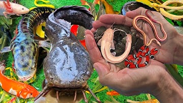 Video Bắt Cá Cảnh Đẹp Nhiều Màu Trong Ao Nhỏ, Cá Trê, Cá Ba Đuôi, Cá Sấu, Lươn, Rùa Con