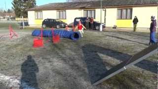 Agility parson russell terrier - Etera 12/2012