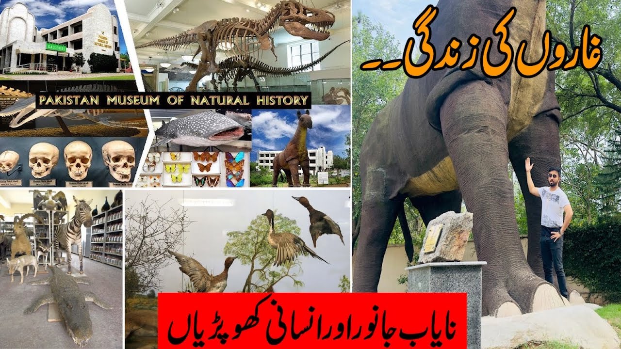 Pakistan museum of natural history | ہاتھی کے دادا ابو اور غاروں والی ...