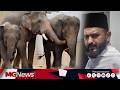 PJPNM Buat Laporan SPRM, Tuntut Ketelusan Perjanjian Penghantaran Tiga Gajah Taiping Ke Zoo Jepun