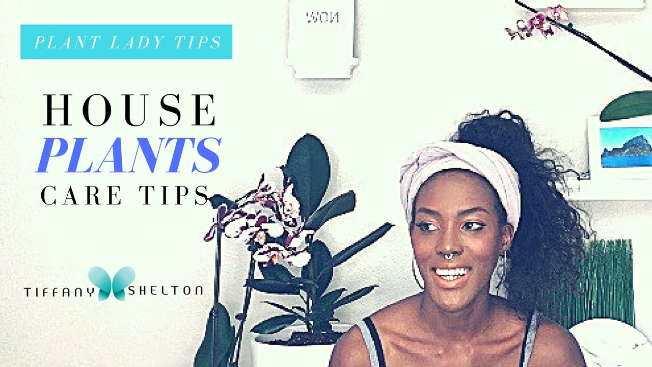 How to take care of houseplants - Care tips for indoor plants - YouTube