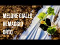 Melone Giallo nell' Orto a metà maggio