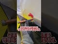 셀토스 도어덴트 #인천덴트 #인천문콕 #부평덴트 #부평문콕 #인천글루덴트 #부평글루덴트