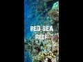 REEF RED SEA #shorts