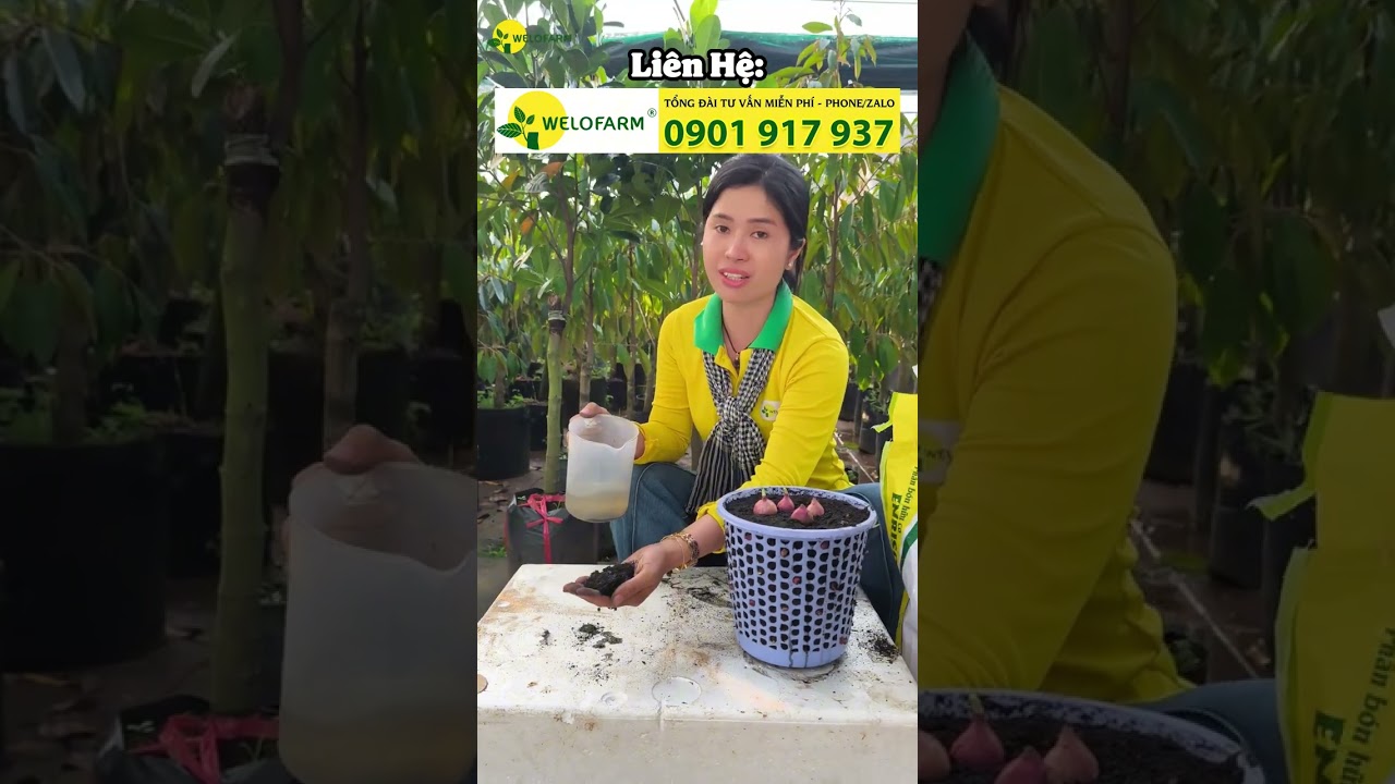 Phân Bón Lót Chất Lượng Cao HIỆU QUẢ, TIẾT KIỆM