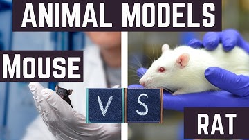 Why Scientists Choose RATS vs. MICE for Their Research