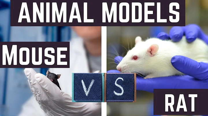 Why Scientists Choose RATS vs. MICE for Their Research - DayDayNews