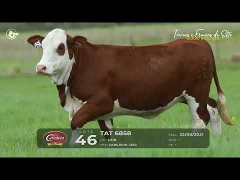 LOTE 46 - TAT 6858 - FÊMEA BRAFORD