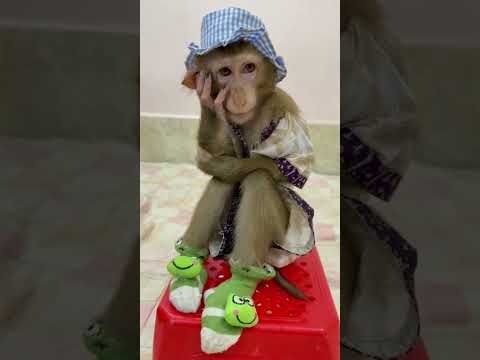 Maymun arkadaş çok dertli 😂 #komikvideolar #komedi #keşfet #animals #funny #blackpinkfunny #tiktok