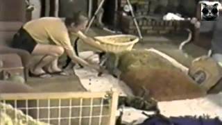 Кошки пугаются Кошки пугаются