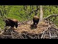 Decorah Eagles - North Nest 22.05.2024