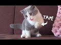 Cats vs Tape Compilation の動画、YouTube動画。