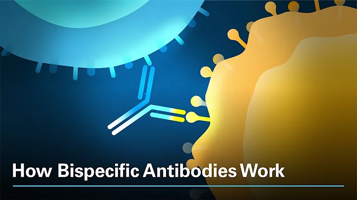 How Bispecific Antibodies Work