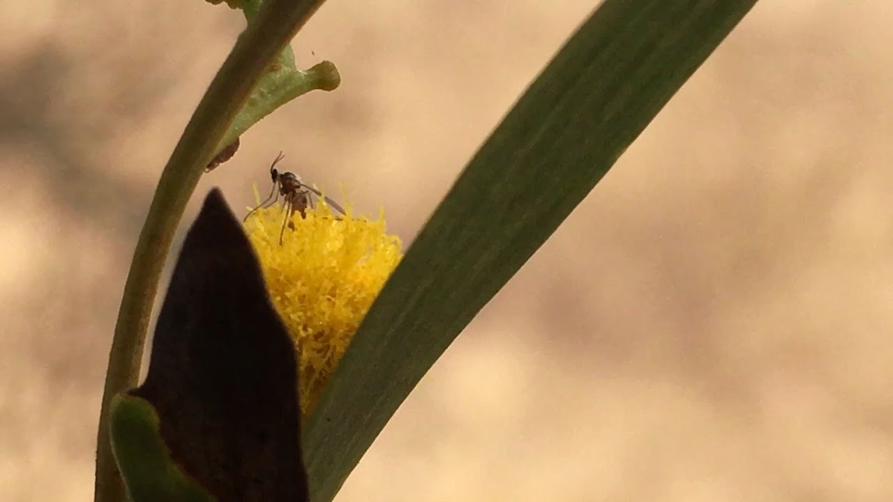 BioControl: Multivoltine midge laying eggs on Acacia cyclops