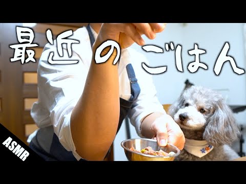 ?【ASMR】うちの犬の最近のごはん事情【トイプードルのグリィ】【犬】【dog】【toy poodle】