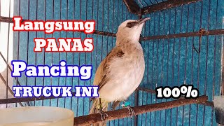 Suara pancingan trucukan agar bunyi jadikan trucukan gacor agar bunyi