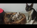The Mother Cat Brought Her Five Kittens to My House (UPDATE)