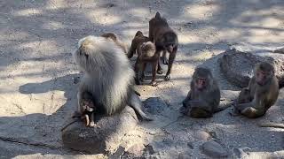 Dagje Zoo Amersfoort Dierentuin Apen Leeuwen Olifanten Etc ..