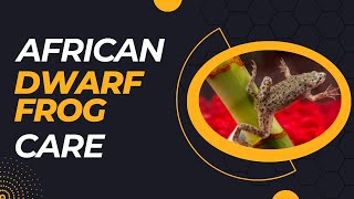 African Dwarf Frog 101: Care, Food, Tank Setup & Lifespan