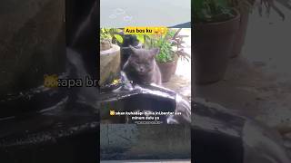 Kucing nya haus bos,tapi kok ada yang aneh ya‼️ #cat #funny #memes #kucing #funnyanimal #shorts
