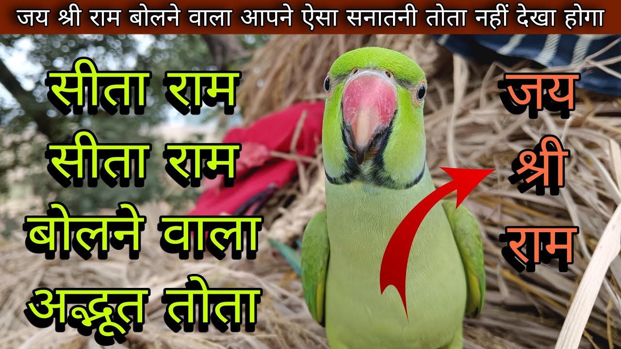 Parrot talking sita ram😱🚩🙏सीता-राम बोलने वाला मिट्ठू😱🚩parrot talking jay shree ram🚩🥰जय श्री राम🙏🚩