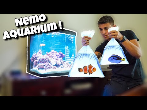 NEMO Themed Aquarium With NEW Fish!!