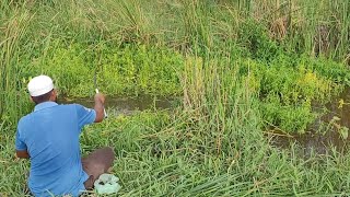 Best small hook fishing|Fisher Man Catching in Deep ponds|Baamfish and Tilapiafishes fishing 🐟🐟🐟👍