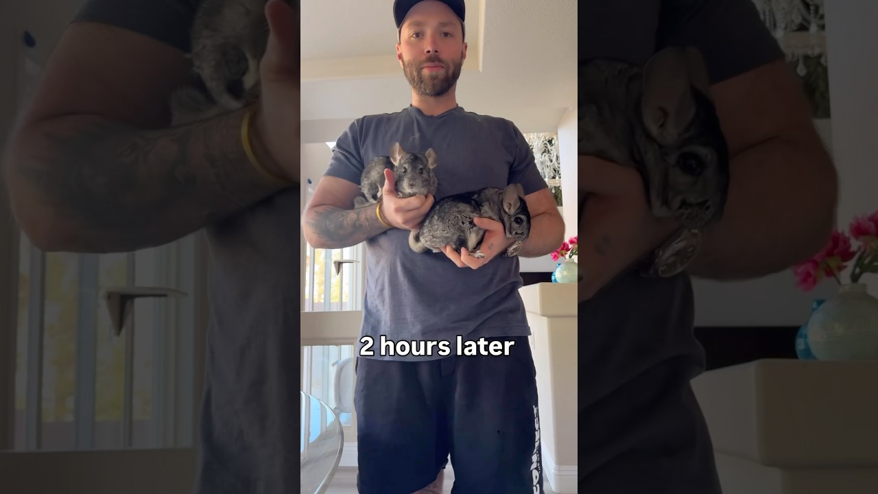 I swear you said a pair of chinchillas