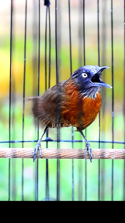 TEPUS KEPALA ABU ABU GACOR #fyp #tepus #tepuskepalaabu #burung