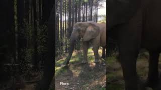 The Elephant Sanctuary | Elephant Egg Hunt