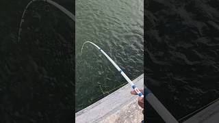 Pompano never know when to give up! #fishing #florida #daytona #pompano #floridafishing #saltwater