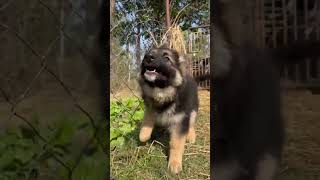German shepherd agressive moment #shortvideo Dog lovers 🐕‍🦺 Animal lover Dog video #adorabledog #