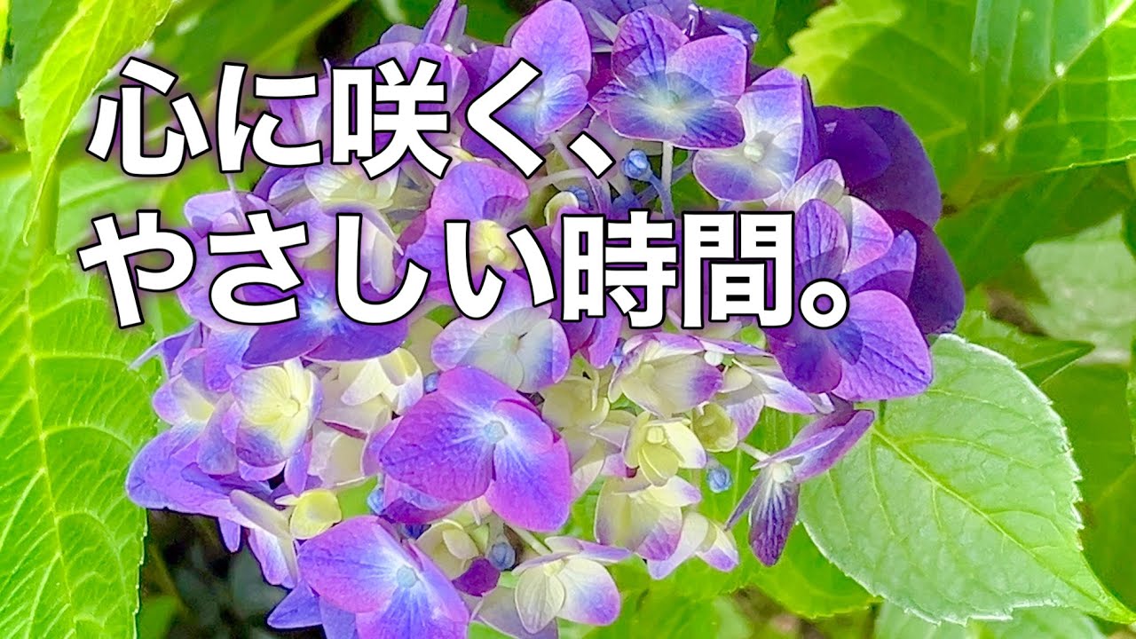 癒しの音色♪押花チャイム“花の詩” 視聴あり／ハンドベルのような響きと心地よさ 初夏の癒し音楽】紫陽花に包まれる、やさしい時間｜リラックスBGM