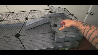5x2 Kavee C&C cage with double stand!