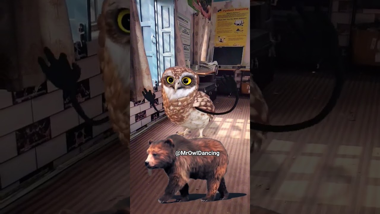 aap pata pata owl dancing funny video with a bear 🐻 🤣🤣