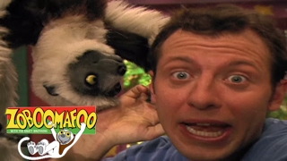 Zoboomafoo 113  Puppies  Hd   Episode