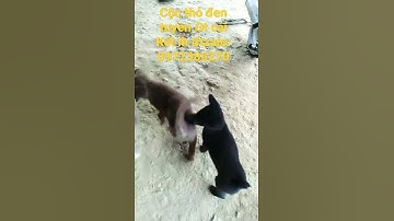 Cún Hmông cộc đen tuyền | cute dog.| #shorts