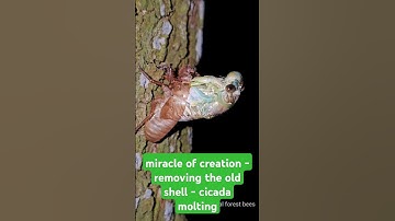 miracle of creation - removing the old shell - cicada molting 🥰 | tropical forest bees #cicada