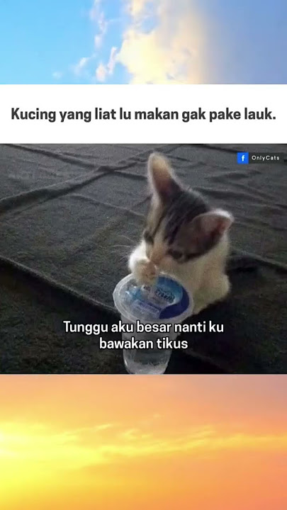 sok iye lo bocil #music #cat #trending #shorts