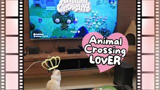 Animal Crossing Is A Cat's Favorite Game?! 😻 by Eli & Mocha 83 views 6 months ago 58 seconds