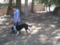 Nevada Service Dogs Yerani walking commands Nevada Service Dogs Yerani walking commands